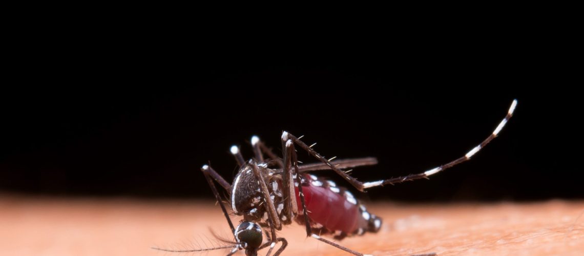 Mosquito macro photography